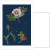 Rosa Canina; Common Dog-Rose by Anonymous