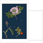 Rosa Canina; Common Dog-Rose by Anonymous