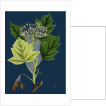 Pyrus Torminalis; Wild Service-Tree by Anonymous