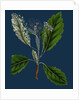Pyrus Scandica; Lobed-Leaved White-Beam by Anonymous