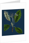 Pyrus Scandica; Lobed-Leaved White-Beam by Anonymous