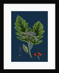 Pyrus Fennica; Bastard Mountain-Ash by Anonymous