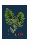 Pyrus Fennica; Bastard Mountain-Ash by Anonymous