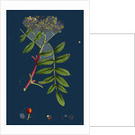 Pyrus Aucuparia; Mountain-Ash by Anonymous