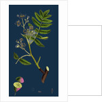 Pyrus Domestica; Service-Tree by Anonymous