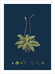 Pinguicula Lusitanica; Pale Butterwort by Anonymous