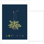 Pinguicula Lusitanica; Pale Butterwort by Anonymous