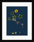 Potentilla Reptans; Creeping Cinquefoil by Anonymous