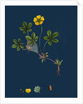 Potentilla Reptans; Creeping Cinquefoil by Anonymous