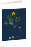 Potentilla Reptans; Creeping Cinquefoil by Anonymous