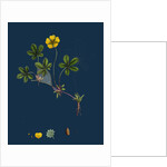 Potentilla Reptans; Creeping Cinquefoil by Anonymous