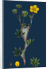 Potentilla Fruticosa; Shrubby Cinquefoil by Anonymous