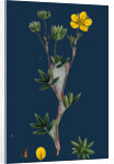 Potentilla Fruticosa; Shrubby Cinquefoil by Anonymous