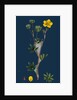 Potentilla Fruticosa; Shrubby Cinquefoil by Anonymous