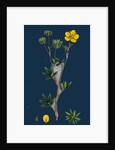 Potentilla Fruticosa; Shrubby Cinquefoil by Anonymous