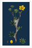 Potentilla Fruticosa; Shrubby Cinquefoil by Anonymous