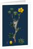 Potentilla Fruticosa; Shrubby Cinquefoil by Anonymous