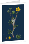 Potentilla Fruticosa; Shrubby Cinquefoil by Anonymous