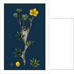 Potentilla Fruticosa; Shrubby Cinquefoil by Anonymous