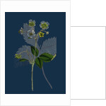 Fragaria Elatior; Hautbois Strawberry by Anonymous