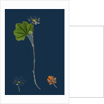 Rubus Chamaemorus; Cloudberry by Anonymous