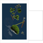 Rubus Leesii; Lees' Raspberry by Anonymous