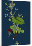 Rubus Suberectus; Suberect Bramble by Anonymous