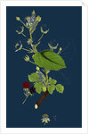 Rubus Suberectus; Suberect Bramble by Anonymous