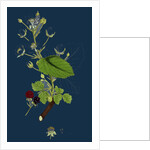 Rubus Suberectus; Suberect Bramble by Anonymous