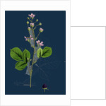 Rubus Mucronulatus; Cuspidate-Leaved Bramble by Anonymous