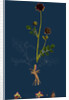 Poterium Sanguisorba; Common Salad Burnet by Anonymous
