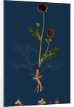 Poterium Sanguisorba; Common Salad Burnet by Anonymous