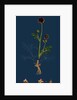 Poterium Sanguisorba; Common Salad Burnet by Anonymous