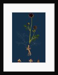 Poterium Sanguisorba; Common Salad Burnet by Anonymous