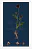 Poterium Sanguisorba; Common Salad Burnet by Anonymous
