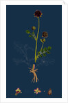 Poterium Sanguisorba; Common Salad Burnet by Anonymous