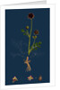 Poterium Sanguisorba; Common Salad Burnet by Anonymous