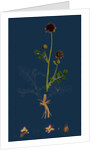 Poterium Sanguisorba; Common Salad Burnet by Anonymous