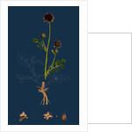 Poterium Sanguisorba; Common Salad Burnet by Anonymous