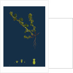 Alchemilla Arvensis; Parsley-Piert by Anonymous