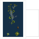 Alchemilla Vulgaris; Common Lady's-Mantle by Anonymous