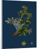 Alchemilla Conjuncta; Silvery Lady's-Mantle by Anonymous