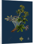 Alchemilla Conjuncta; Silvery Lady's-Mantle by Anonymous