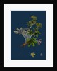 Alchemilla Conjuncta; Silvery Lady's-Mantle by Anonymous