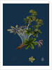 Alchemilla Conjuncta; Silvery Lady's-Mantle by Anonymous