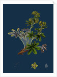 Alchemilla Conjuncta; Silvery Lady's-Mantle by Anonymous