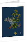 Alchemilla Conjuncta; Silvery Lady's-Mantle by Anonymous