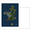 Alchemilla Conjuncta; Silvery Lady's-Mantle by Anonymous
