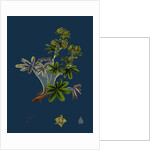 Alchemilla Conjuncta; Silvery Lady's-Mantle by Anonymous