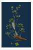 Alchemilla Alpina; Alpine Lady's-Mantle by Anonymous